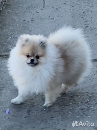 Померанский шпиц вязка кобель