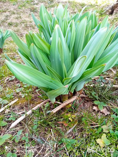 Рокамболь, анзур, гигантский лук