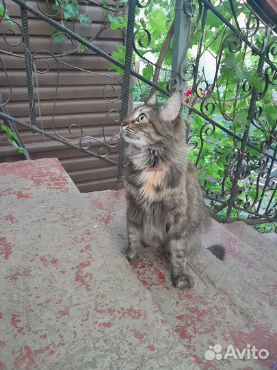 В добрые руки