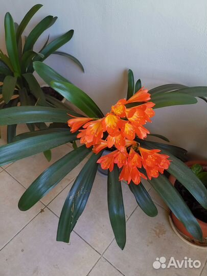 Комнатные цветы кливия