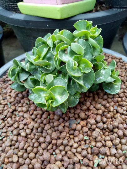 Семена Adenium obesum, адениум arabicum, DHA