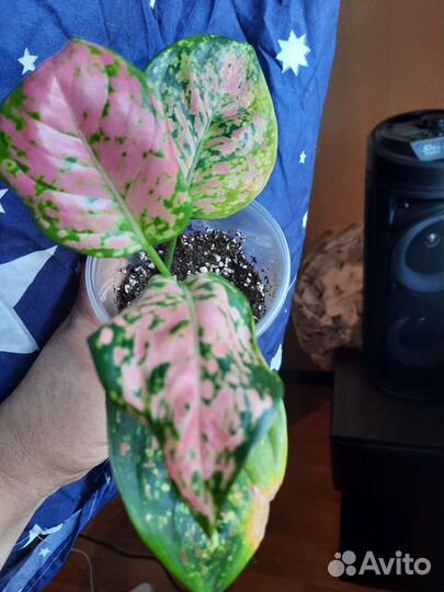 Аглаонема споттед стар