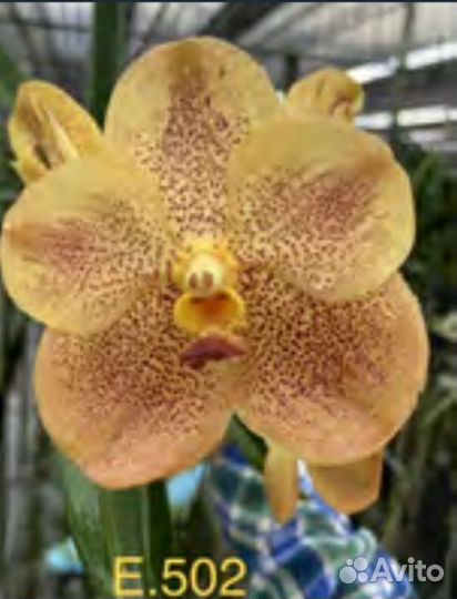 Орхидея Ванда Sonia Deccach No. 502