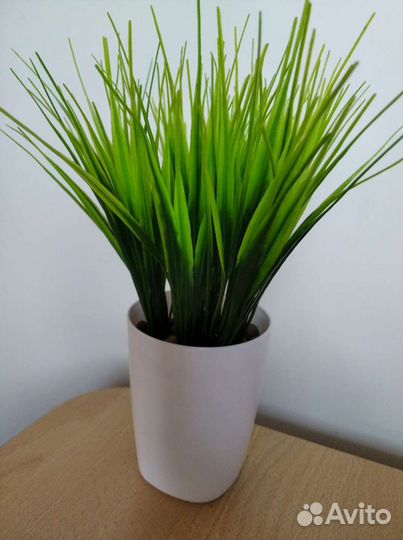 Декоративная зелень в кашпо