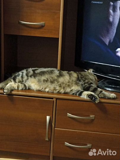 Шотландский вислоухий кот бесплатно