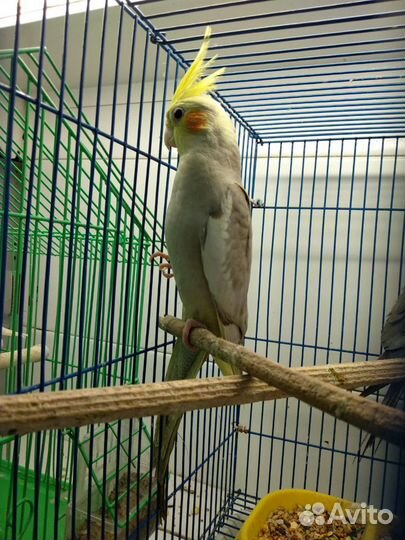 Продаётся кореллы