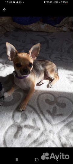 Чихуахуа(вязка)