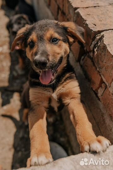 Щенок в добрые руки бесплатно