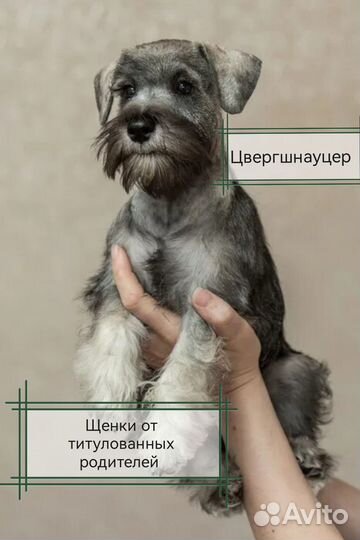 Цвергшнауцер щенки иркутская область