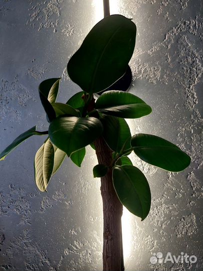 Фикус каучуконосный