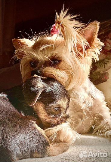 Собаки щенки маленькой породы