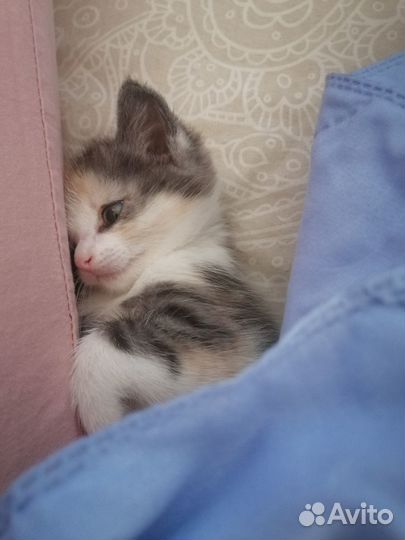 Отдам в хорошие руки котёночка