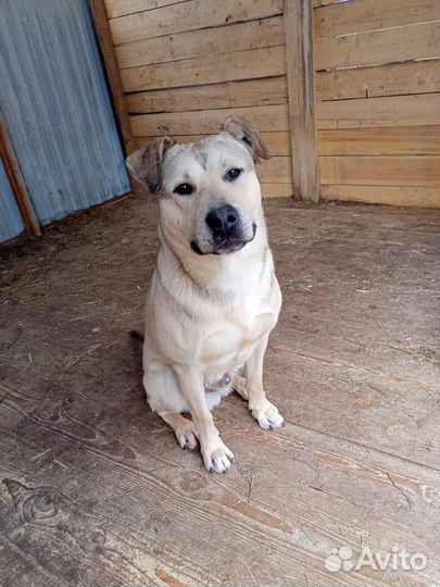 Собака в добрые руки