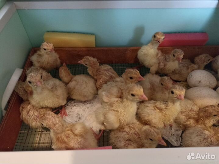 Бройлер, цыплята, индейка