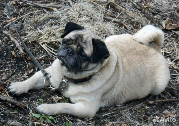 Мопса отдам