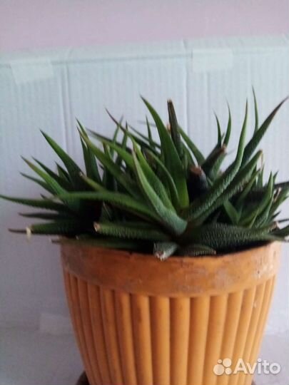 Хавортия комнатные цветы