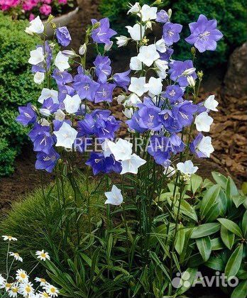 Колокольчик персиколистный (Campanula )