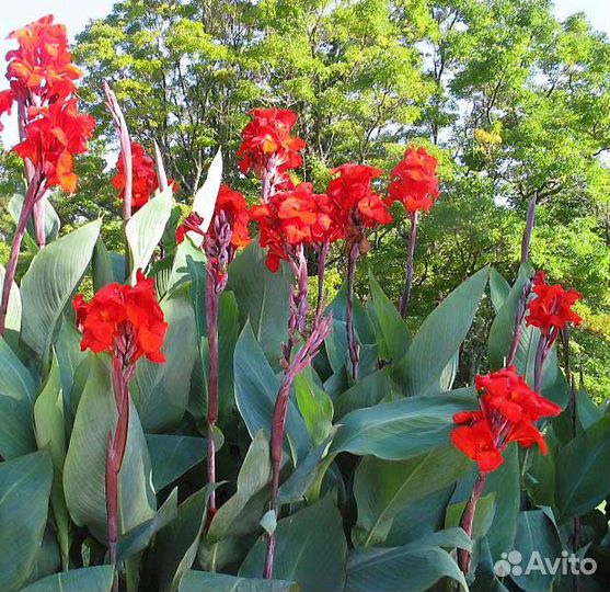 Канны пророщенные садовые цветы