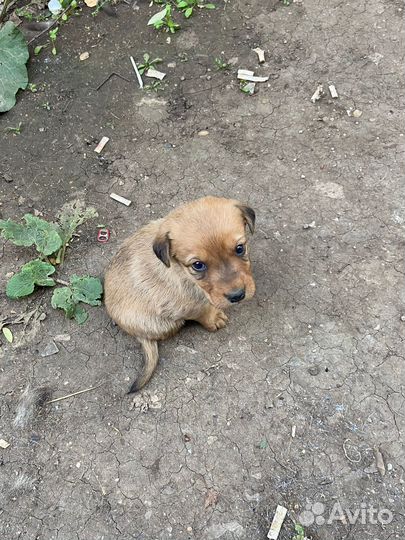 Маленькие щенки в добрые рук