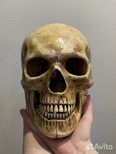 Исскуственный череп