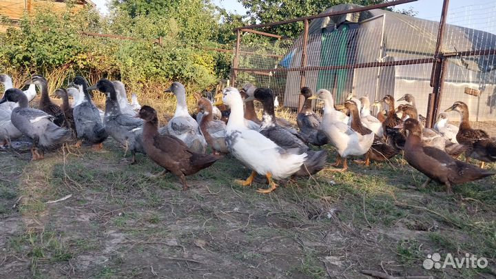 Утята на мясо и племя 30 дней