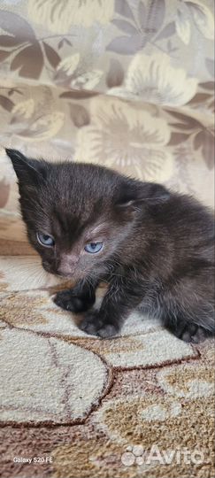 Котята в добрые руки 1 месяц