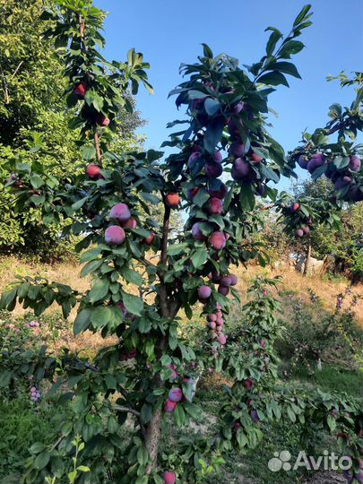 Слива фортуна