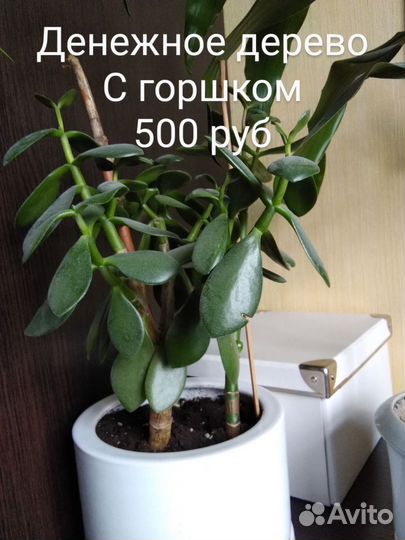 Толстянка большая