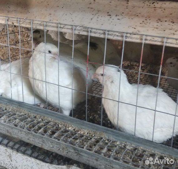 Перепела Белый Гигант