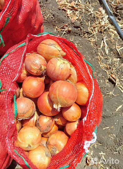 Лук на выгонку Штутгарт оптом от 3 тонн