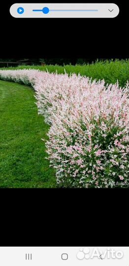 Ива Хакуро нишики