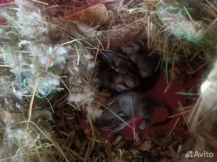 Чилийская белка дегу