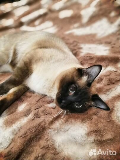 Вязка кота