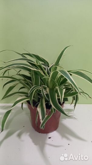 Хлорофитум