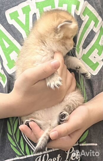 Британские котята,золотая шиншилла