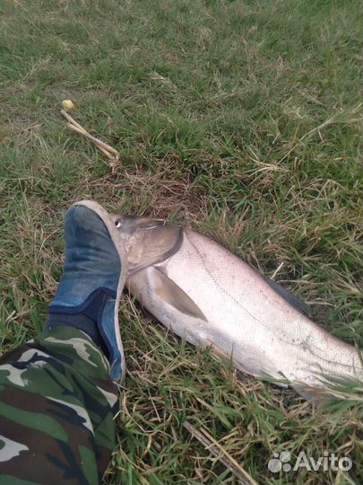 Технопланктон