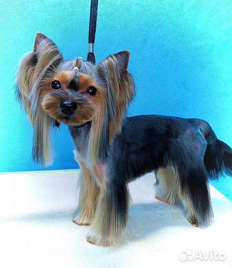 Йоркширский терьер щенки девочки mini