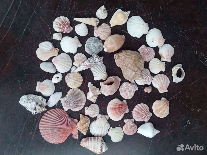 Ракушки для аквариума