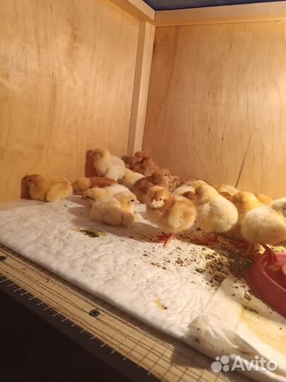 Цыплята кур несушек