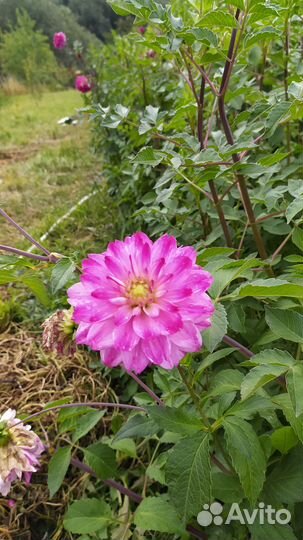 Продаю георгины клубни и кусты