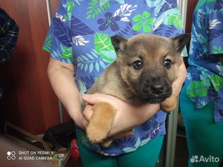 Щенки в добрые руки