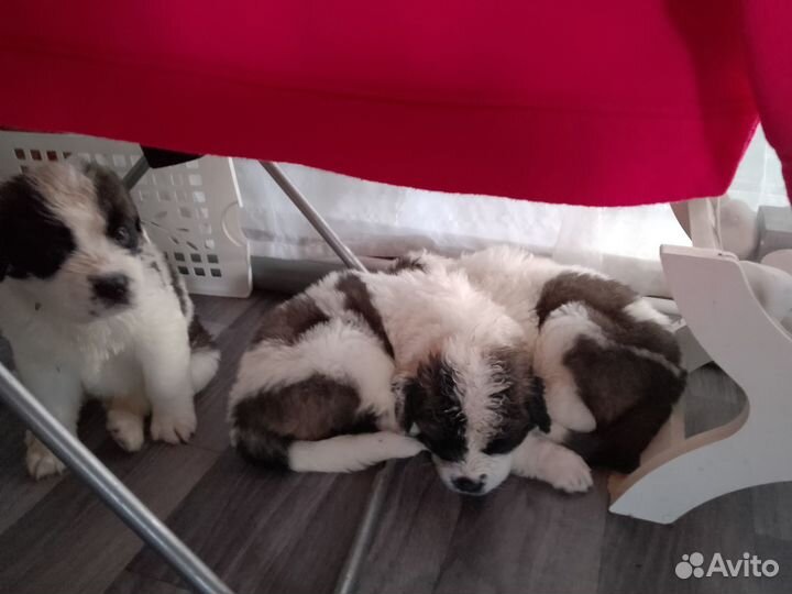 Продажа щенков Сенбернара