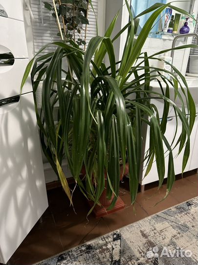 Комнатные цветы панданус