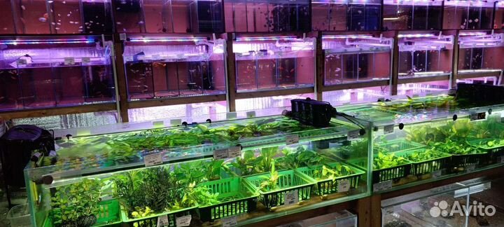 Рыбки, растения, улитки, креветки в магазине