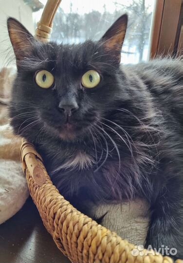 Черная ангорская кошка с зелеными глазами