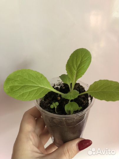 Пекинская капуста