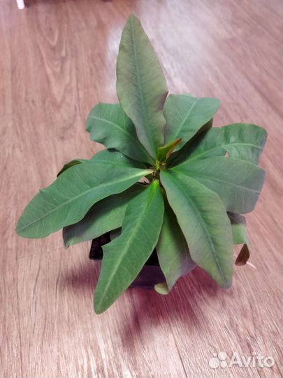 Эуфорбия миля укорененные черенки