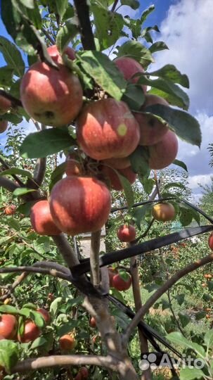 Яблоки оптом