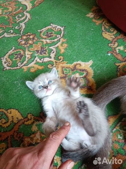 Котята