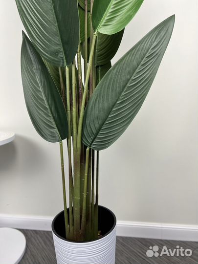 Стрелиция искусственная